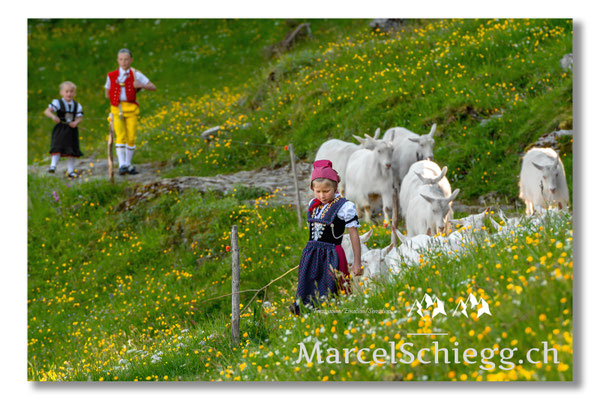Marcel Schiegg Fotografie, Tradition, Brauchtum, Alpfahrt, Oeberefahre, Appenzell, Appenzellerland, Öberefahre, Alpstein
