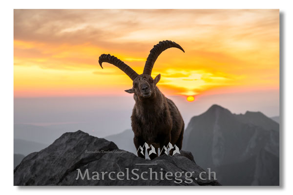 Steinbock/Alpstein Art.-Nr. MZ8-5197/25