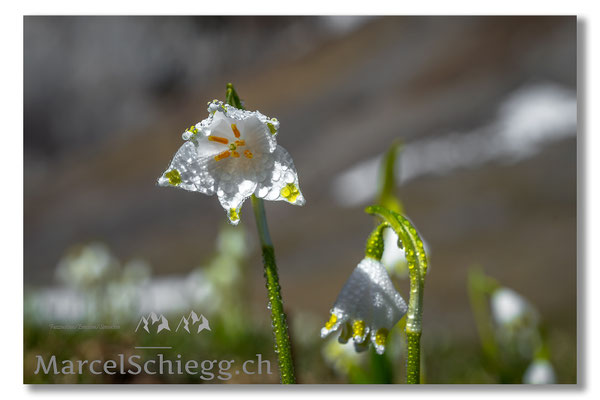 Seealpsee Art.-Nr. MZ7-1632