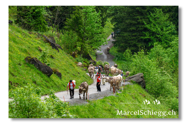 Marcel Schiegg Fotografie, Alpstein, Seealp, Tradition, Brauchtum, Alpfahrt, Oeberefahre, Appenzell