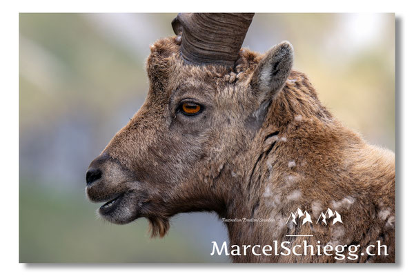 Steinbock/Nahaufnahme Art.-Nr. MZ8-2372/25