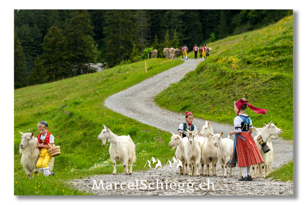 Marcel Schiegg Fotografie, Tradition, Brauchtum, Alpfahrt, Oeberefahre, Appenzell, Appenzellerland, Öberefahre, Alpstein