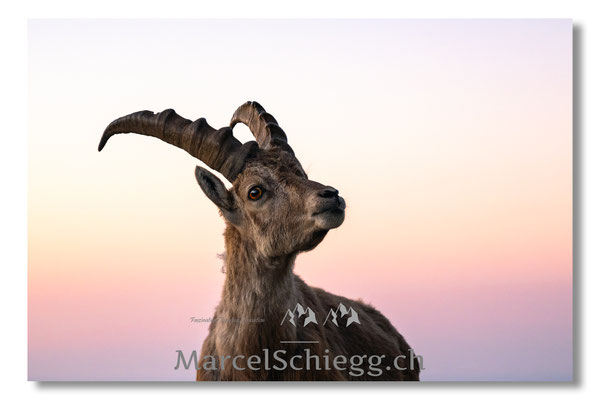 Steinbock/Alpstein Art.-Nr. MZ8-5641/25