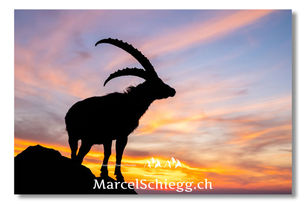 Marcel Schiegg, Marcel Schiegg Fotografie, Alpensteinbock, Steinbock, Wildtiere, Alpstein, Sonnenaufgang