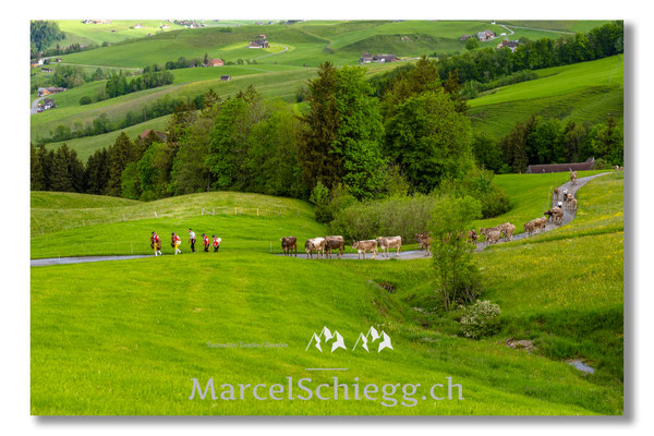 Marcel Schiegg Fotografie, Tradition, Brauchtum, Alpfahrt, Oeberefahre, Appenzell, Appenzellerland, Öberefahre, Alpstein