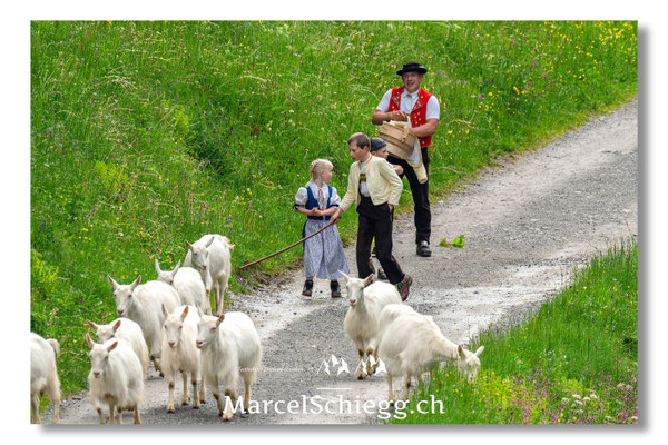 Marcel Schiegg Fotografie, Alpstein, Seealp, Tradition, Brauchtum, Alpfahrt, Oeberefahre, Appenzell, Ziegen
