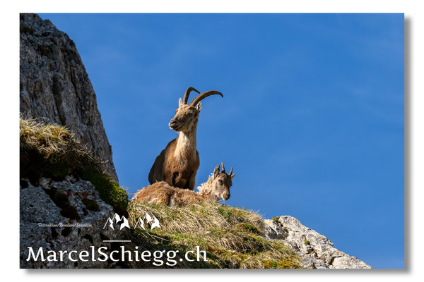 Steingeiss/Alpstein Art.-Nr. MZ8-3988/25