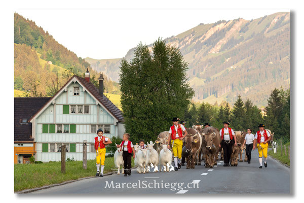 Marcel Schiegg Fotografie, Tradition, Brauchtum, Alpfahrt, Oeberefahre, Appenzell, Appenzellerland, Öberefahre, Alpstein