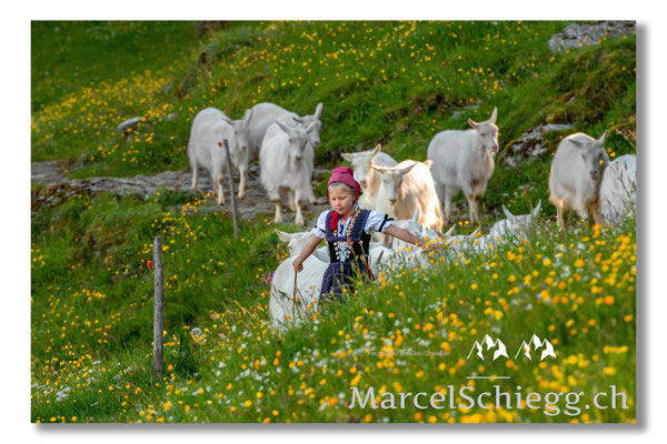 Marcel Schiegg Fotografie, Tradition, Brauchtum, Alpfahrt, Oeberefahre, Appenzell, Appenzellerland, Öberefahre, Alpstein