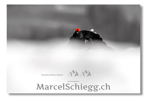 Marcel Schiegg, Marcel Schiegg Fotografie, Birkhuhn, Birkhuhnbalz, Balzplatz, Balzzeit, Wildtiere, Alpstein