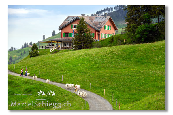 Marcel Schiegg Fotografie, Tradition, Brauchtum, Alpfahrt, Oeberefahre, Appenzell, Appenzellerland, Öberefahre, Alpstein, Berggasthaus Ruhesitz