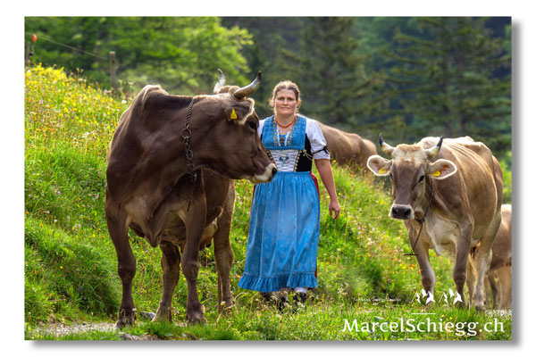 Marcel Schiegg Fotografie, Seealp, Alpstein, Tradition, Brauchtum, Alpfahrt, Oeberefahre, Appenzell, Hornkuh, Braunvieh