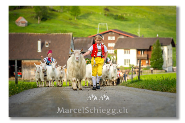Marcel Schiegg Fotografie, Tradition, Brauchtum, Alpfahrt, Oeberefahre, Appenzell, Appenzellerland, Öberefahre, Blrülisau