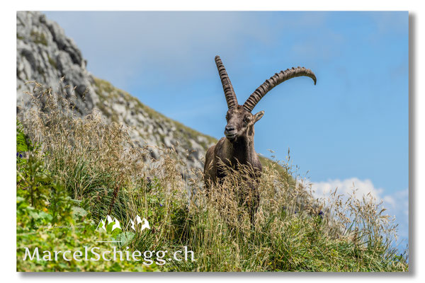 Steinbock/Alpstein Art.-Nr. MZ7-7884