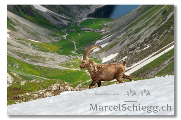 Steinbock/Alpstein Art.-Nr. MZ7-0073