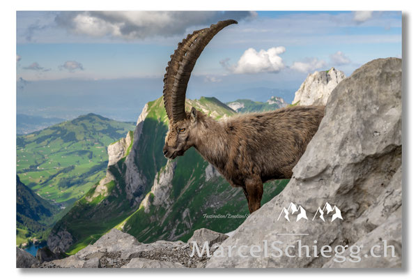 Steinbock/Alpstein Art.-Nr. MZ7-8673