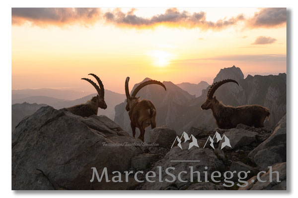 Marcel Schiegg, Marcel Schiegg Fotografie, Alpensteinbock, Steinbock, Wildtiere