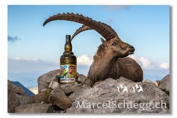 Steinbock/Alpstein Art.-Nr. MS5-1450