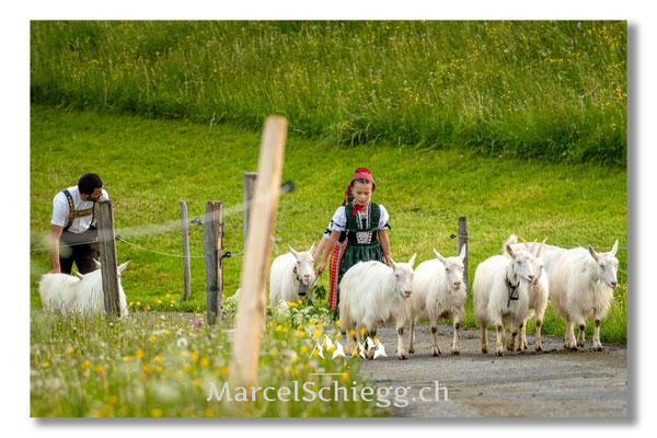Marcel Schiegg Fotografie, Tradition, Brauchtum, Alpfahrt, Oeberefahre, Appenzell, Appenzellerland, Öberefahre, Alpstein