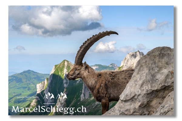 Steinbock/Alpstein Art.-Nr. 21MZ7-8670