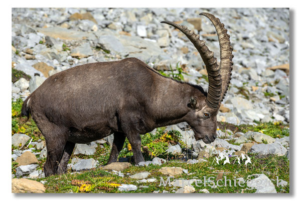 Steinbock/Alpstein Art.-Nr. MZ7-8741