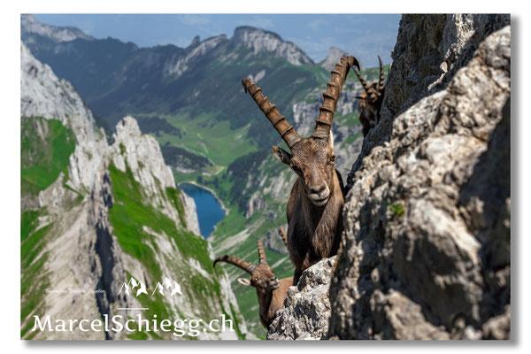 Steinbock/Alpstein Art.-Nr. MZ7-7382