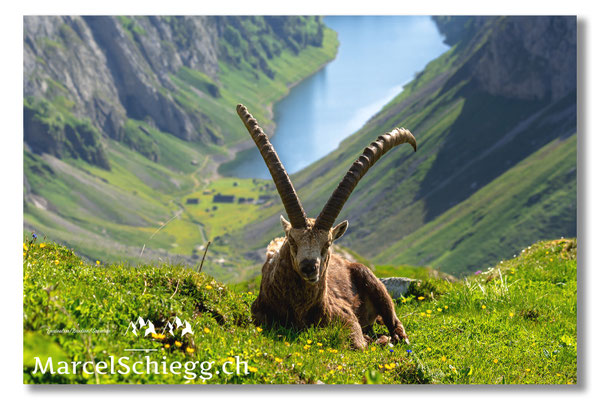 Marcel Schiegg, Marcel Schiegg Fotografie, Alpensteinbock, Steinbock, Wildtiere