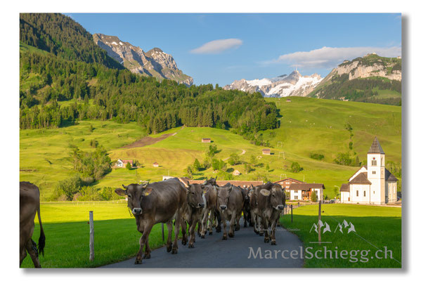 Marcel Schiegg Fotografie, Tradition, Brauchtum, Alpfahrt, Oeberefahre, Appenzell, Appenzellerland, Öberefahre, Alpstein