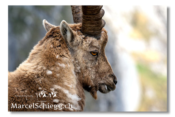 Steinbock/Nahaufnahme Art.-Nr. MZ8-2291/25