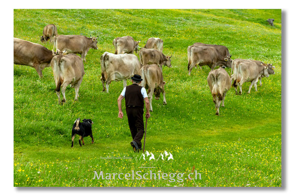 Marcel Schiegg Fotografie, Tradition, Brauchtum, Alpfahrt, Oeberefahre, Appenzell, Appenzellerland, Öberefahre, Alpstein