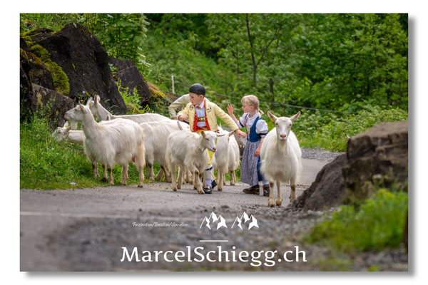 Marcel Schiegg Fotografie, Alpstein, Seealp, Tradition, Brauchtum, Alpfahrt, Oeberefahre, Appenzell, Ziegen
