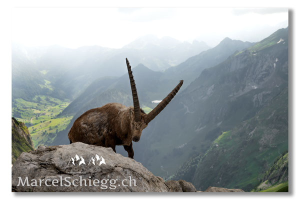 Marcel Schiegg, Marcel Schiegg Fotografie, Alpensteinbock, Steinbock, Wildtiere