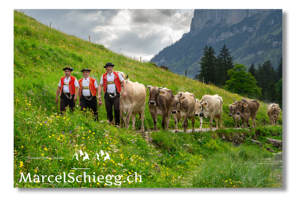 Marcel Schiegg Fotografie, Seealpsee, Alpstein, Tradition, Brauchtum, Alpfahrt, Oeberefahre, Appenzell, Hornkuh, Braunvieh