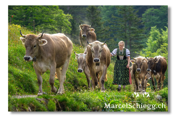 Öberefahre/Alpfahrt Art.-Nr. MZ8-3200/25