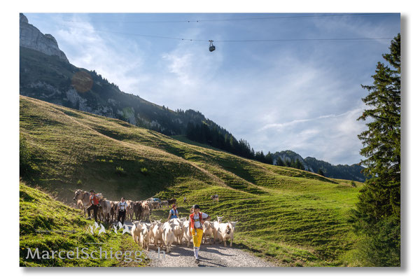 Marcel Schiegg Fotografie, Tradition, Brauchtum, Alpfahrt, Oeberefahre, Appenzell, Appenzellerland, Öberefahre, Alpstein