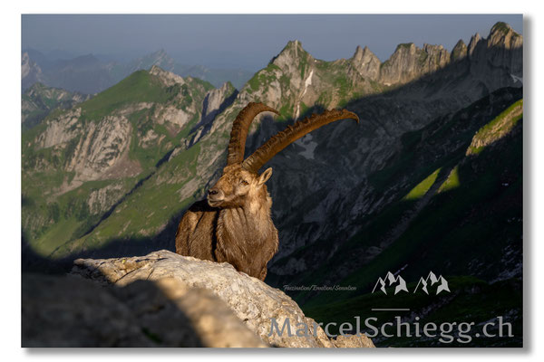 Steinbock/Alpstein Art.-Nr. MZ7-3671