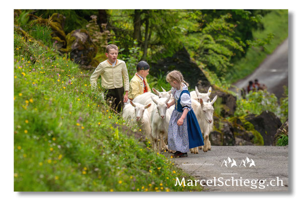 Marcel Schiegg Fotografie, Alpstein, Seealp, Tradition, Brauchtum, Alpfahrt, Oeberefahre, Appenzell, Ziegen