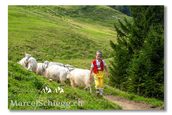 Marcel Schiegg Fotografie, Tradition, Brauchtum, Alpfahrt, Oeberefahre, Appenzell, Appenzellerland, Öberefahre, Alpstein