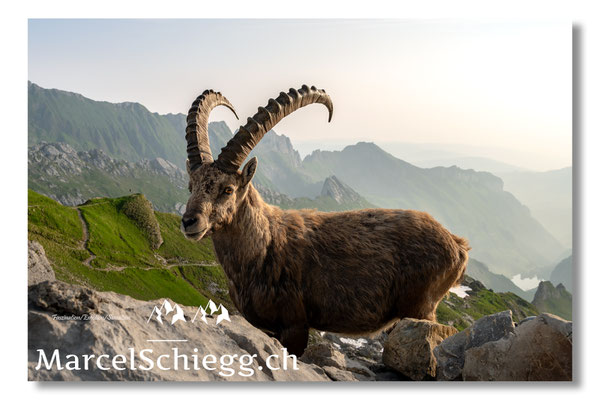 Steinbock/Alpstein Art.-Nr. MZ8-4583/25