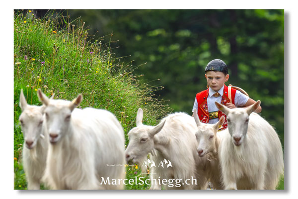 Marcel Schiegg Fotografie, Seealp, Alpstein, Tradition, Brauchtum, Alpfahrt, Oeberefahre, Appenzell, Ziegen