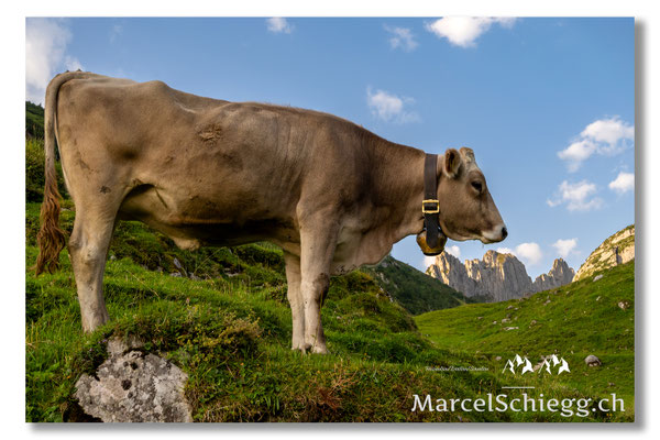 Marcel Schiegg Fotografie, Marcel Schiegg, Bollenwees, Alpstein