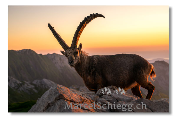 Steinbock/Alpstein Art.-Nr. MZ8-5790/25