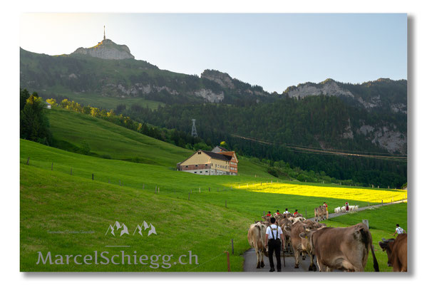 Marcel Schiegg Fotografie, Tradition, Brauchtum, Alpfahrt, Oeberefahre, Appenzell, Appenzellerland, Öberefahre, Alpstein