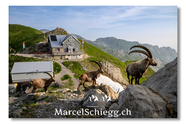 Marcel Schiegg, Marcel Schiegg Fotografie, Berggasthaus Rotsteinpass, Alpensteinbock, Steinbock, Alpstein