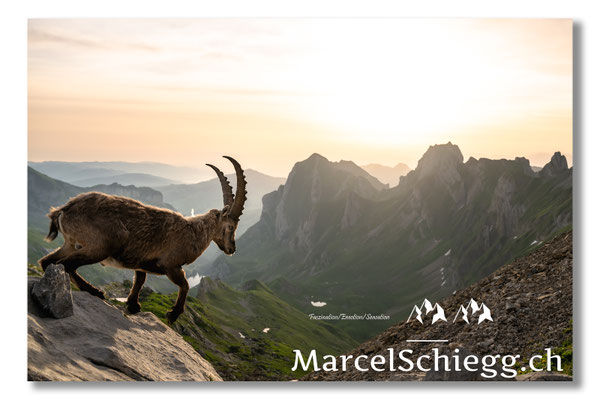 Steinbock/Alpstein Art.-Nr. MZ7-3162/22