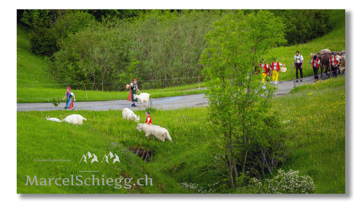 Marcel Schiegg Fotografie, Tradition, Brauchtum, Alpfahrt, Oeberefahre, Appenzell, Appenzellerland, Öberefahre, Alpstein