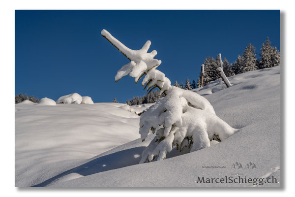 Alpstein/Winterimpressionen Art.-Nr. MZ7-6146