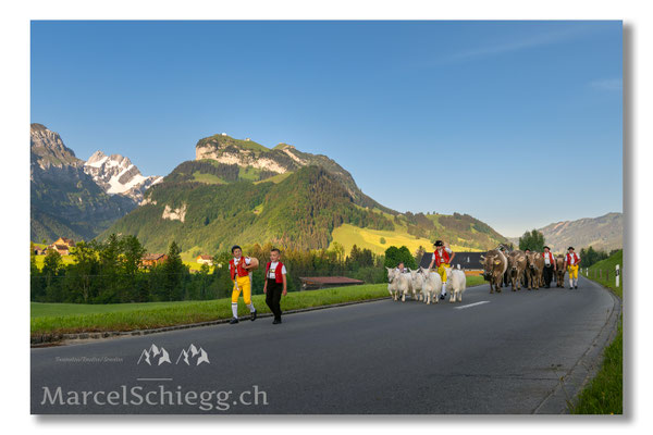 Marcel Schiegg Fotografie, Tradition, Brauchtum, Alpfahrt, Oeberefahre, Appenzell, Appenzellerland, Öberefahre, Alpstein