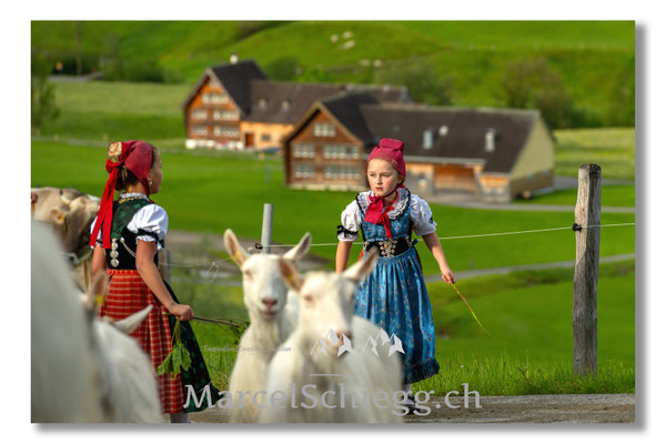 Marcel Schiegg Fotografie, Tradition, Brauchtum, Alpfahrt, Oeberefahre, Appenzell, Appenzellerland, Öberefahre, Alpstein