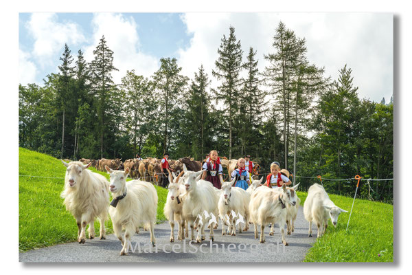 Marcel Schiegg Fotografie, Tradition, Brauchtum, Alpfahrt, Oeberefahre, Appenzell, Appenzellerland, Öberefahre, Alpstein